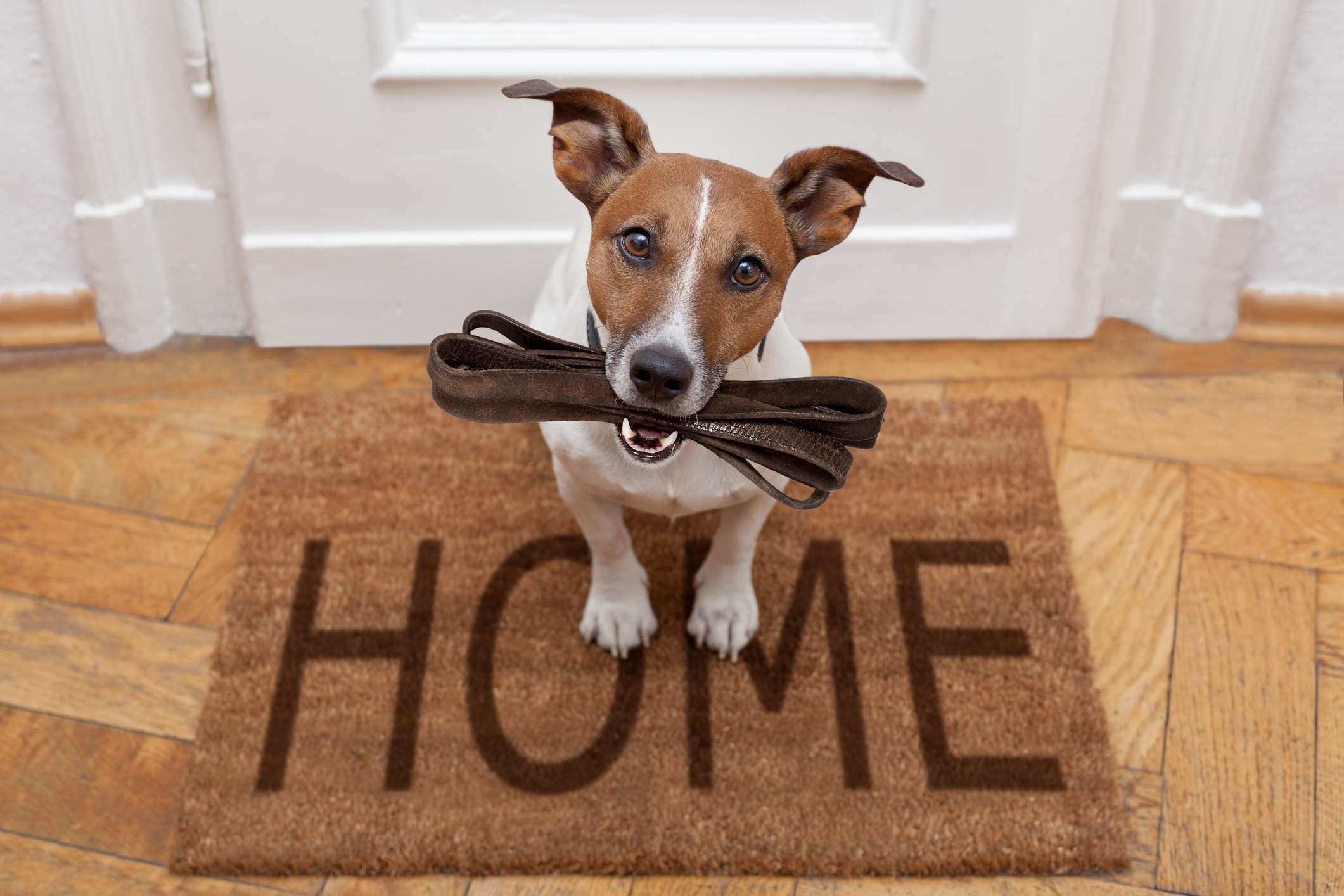 Pet friendly apartments at Magnolia Place
